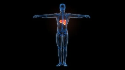 Human Internal Digestive Organ Liver Anatomy Animation Concept Stock Footage 307401876