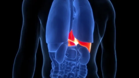Human Internal Digestive Organ Liver Anatomy Animation Concept Vídeo Stock 307405193