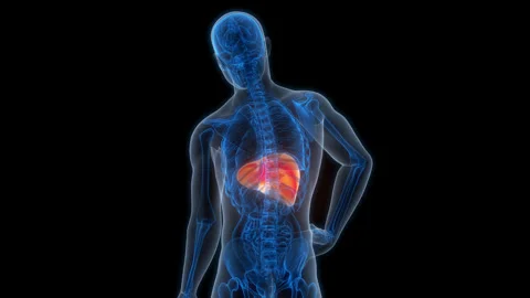 Human Internal Digestive Organ Liver Anatomy Animation Concept Stock Footage 307405222