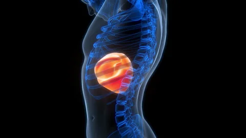 Human Internal Digestive Organ Liver Anatomy Animation Concept Stock Footage 307407164