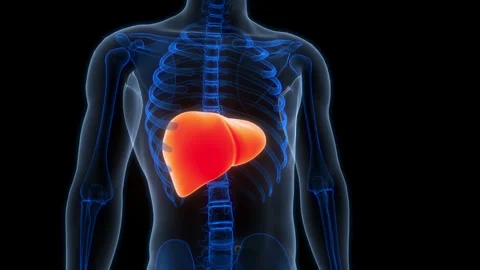 Human Internal Digestive Organ Liver Anatomy Animation Concept 스톡 동영상 307408091