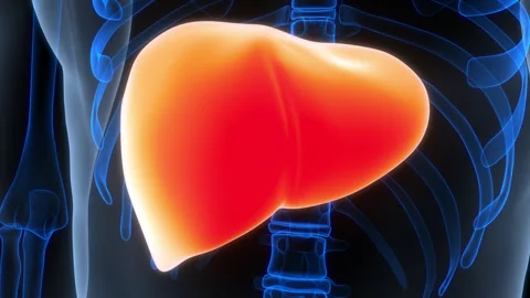 Human Internal Digestive Organ Liver Anatomy Animation Concept Vídeos de archivo 307410223