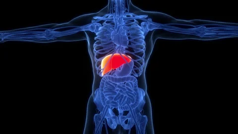Human Internal Digestive Organ Liver Anatomy Animation Concept Stock Footage 307411121