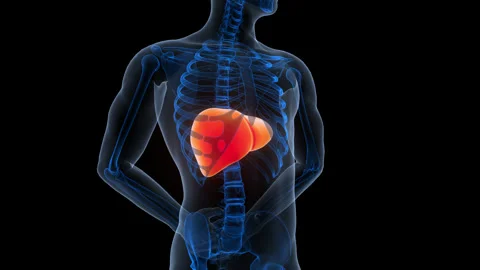 Human Internal Digestive Organ Liver Anatomy Animation Concept Stock Footage 340012124