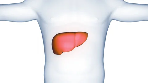 Human Internal Digestive Organ Liver Anatomy Animation Concept Stock Footage 340013279