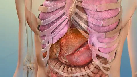 Human Internal Digestive Organ Liver Anatomy 3D illustration Concept. Stock Photos