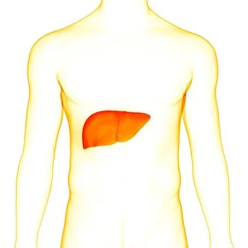 Human Internal Digestive Organ Liver Anatomy 3D Illustration Concept of Hu... Stock Photos