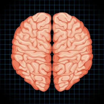 Human internal organ with brain Stock Illustration