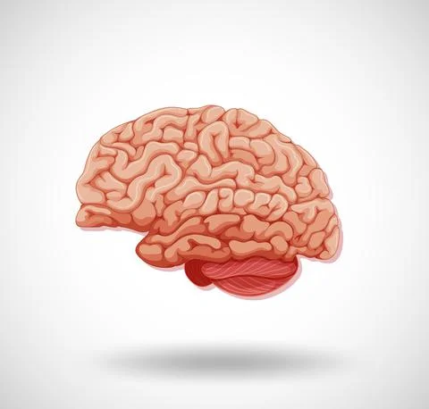 Human internal organ with brain Stock Illustration