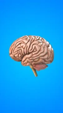 Human internal organ of Brain Ilustração Stock
