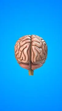 Human internal organ of Brain Illustrazione stock