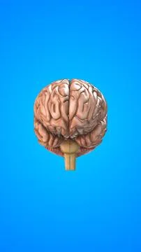 Human internal organ of Brain 스톡 일러스트