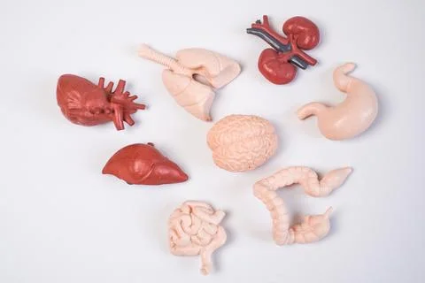 Human internal organ educational models, including the brain, heart, lungs,.. Stockfoto's