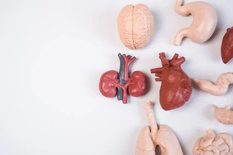 Human internal organ educational models, including the brain, kidneys, hear.. Stockfoto's