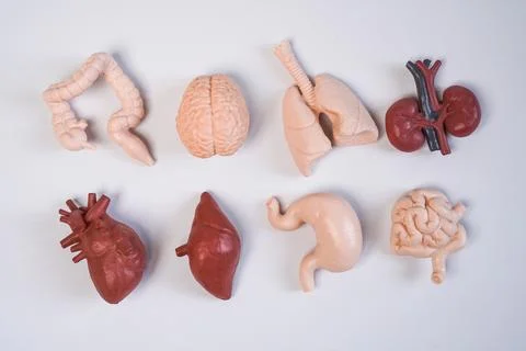 Human internal organ educational models, including the brain, heart, lungs,.. Stockfoto's