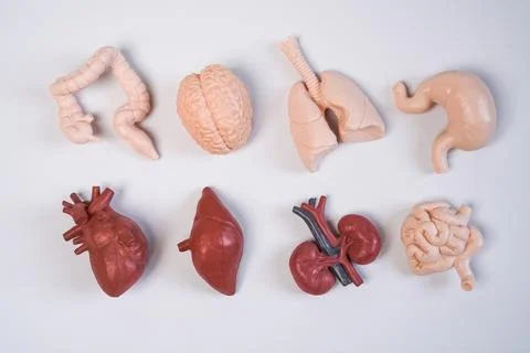 Human internal organ educational models, including the brain, heart, lungs,.. Stockfoto's