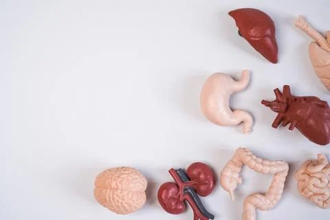 Human internal organ educational models, including the brain, kidneys, inte.. Stockfoto's