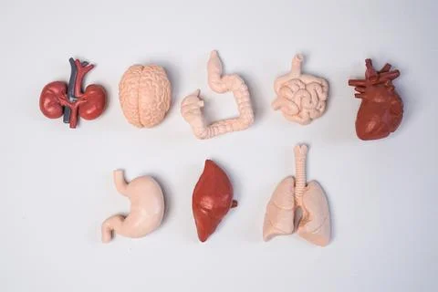 Human internal organ educational models, including the brain, heart, lungs,.. Stockfoto's