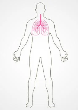 Human Internal Organ Stock Illustration