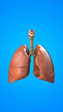 Human internal organ of Lungs Illustration