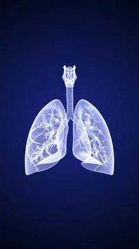 Human internal organ with lungs 스톡 일러스트