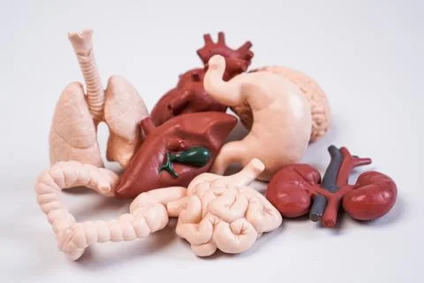 Human internal organ models, including the brain, heart, lungs, liver with .. Stockfoto's