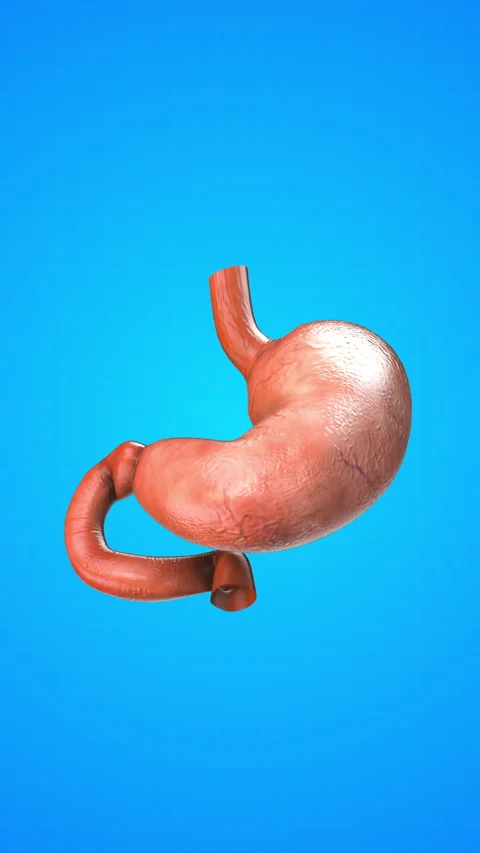 Human internal organ of Stomach 스톡 동영상 285387137