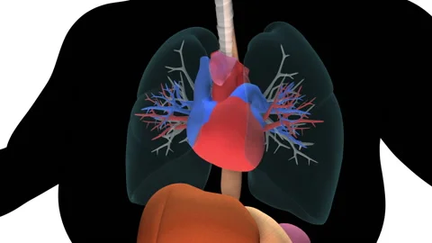 Human internal organs, 3d animation, female Stock Footage 134319899