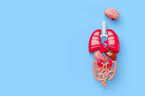 Human internal organs 3d body anatomy medical poster. Brain, heart, lungs, liver Illustrazione stock