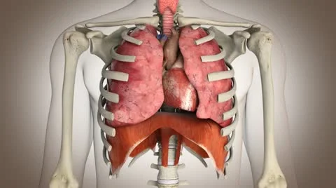 Human internal organs in action - Loop ready Stock Footage