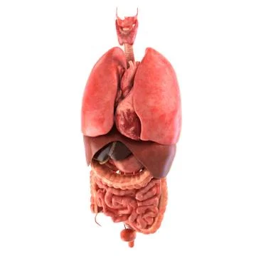 Human internal organs Anatomically accurate render Stock Illustration