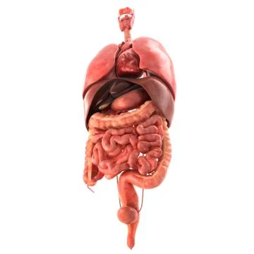 Human internal organs Anatomically accurate render 스톡 일러스트