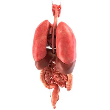 Human internal organs Anatomically accurate render Stock Illustration