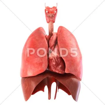 Human internal organs Anatomically accurate render Illustrazione stock