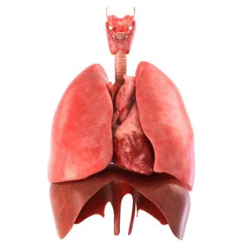 Human internal organs Anatomically accurate render Stock Illustration