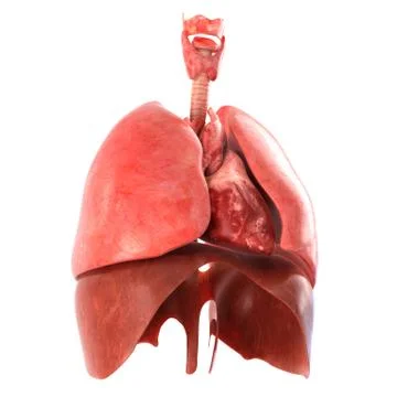 Human internal organs Anatomically accurate render 스톡 일러스트