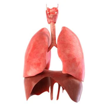 Human internal organs Anatomically accurate render Illustrazione stock