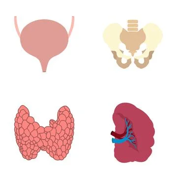 Human internal organs anatomy and medical education concept Stock Illustration