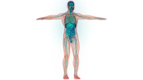 Human Internal Organs Anatomy Animation Concept Stock Footage 250438480
