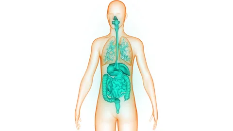 Human Internal Organs Anatomy Animation Concept Stock Footage 266647623