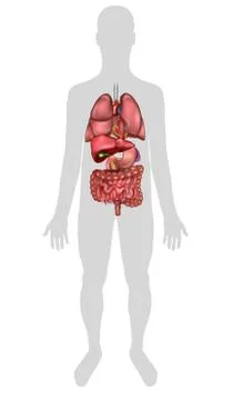 Human internal organs anatomy Illustrazione stock