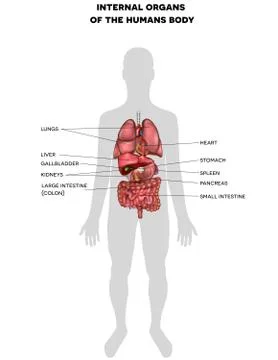 Human internal organs anatomy Stock Illustration