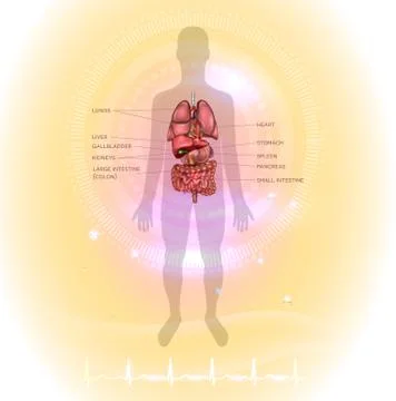 Human internal organs anatomy Stock Illustration
