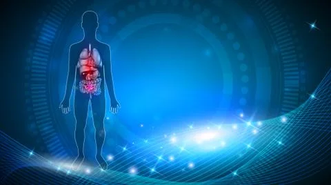 Human internal organs anatomy Stock Illustration