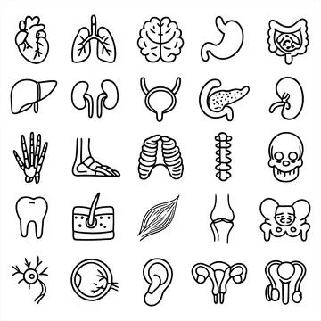 Human Internal Organs and Anatomy Icon Set Stock-Illustration
