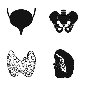 Human internal organs and bones anatomy icon set Illustrazione stock