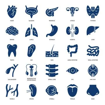 Human internal organs and systems icon set Stock Illustration