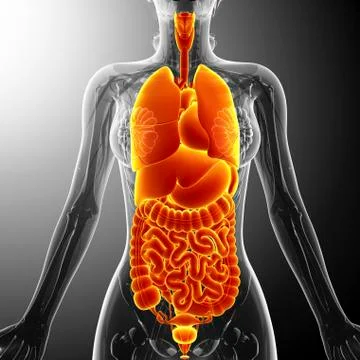Human internal organs, artwork Stock Illustration