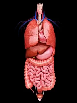 Human internal organs, artwork 스톡 일러스트