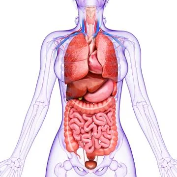 Human internal organs, artwork イラスト素材